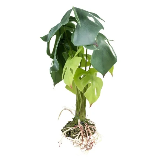 philodendron imperial Philodendron 'Imperial Red' – Adplants