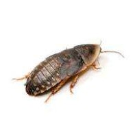 Doosje Blaptica Dubia 10 Stuks Halfwas