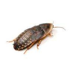 Doosje Blaptica Dubia 10 Stuks Volwas Doosje Blaptica Dubia 10 Stuks Volwas