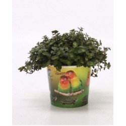 Callisia Repens / Plante de Golliwog Callisia Repens / Plante de Golliwog