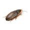 Blaptica Dubia 100 Pieces Half-grown