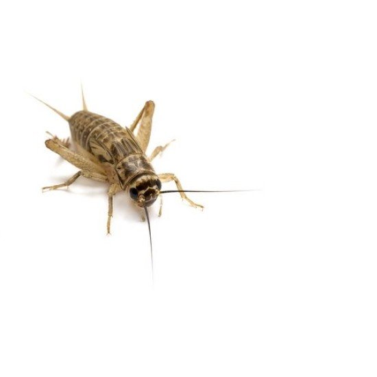 -Koker huiskrekel 4-Sleeve House Crickets Size 4