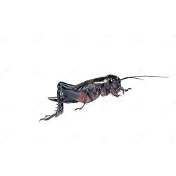 Grillons de champ en vrac taille 6