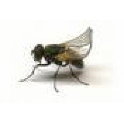 Schachtel mit krausen Fliegen Schachtel mit krausen Fliegen