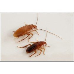 Doosje Redrunners (shelfordella tartara) Doosje Redrunners (shelfordella tartara)