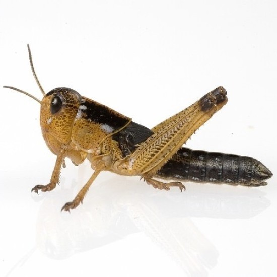 -Sprinkhaan 100st HW-Sprinkhaan 100 Stuks Halfwas