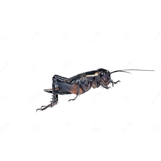 -Veldkrekel maat 6-Schachtel mit Feldgrillen Größe 6