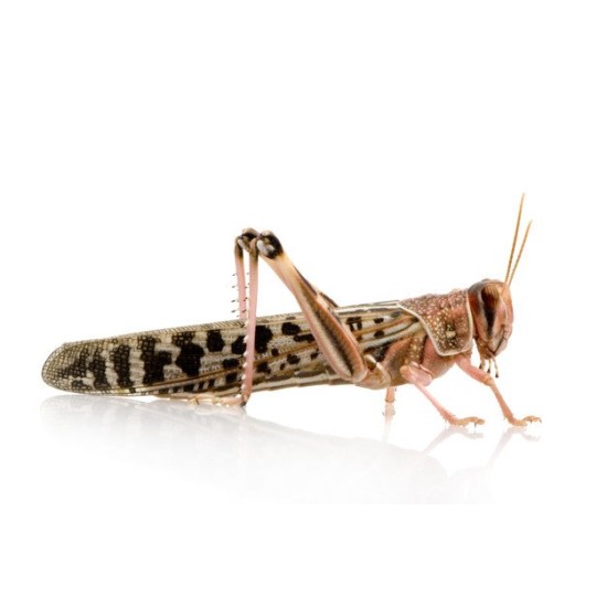 Box Desert Locusts Full Wax