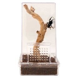 Zoo Med Jumping Spider Kit