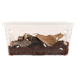 Zoo Med Roly Poly Kit - Isopod Habitat