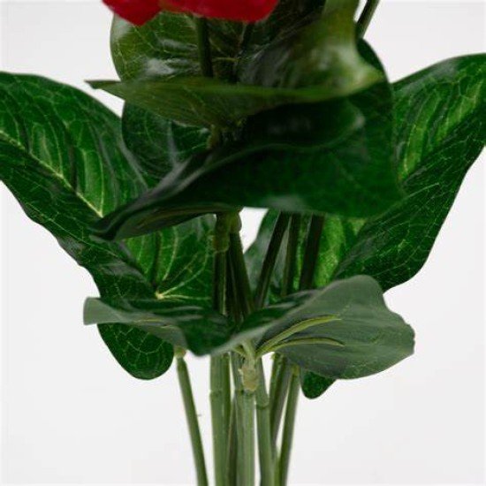 Terra Della--Terra Della  Anthurium Groen