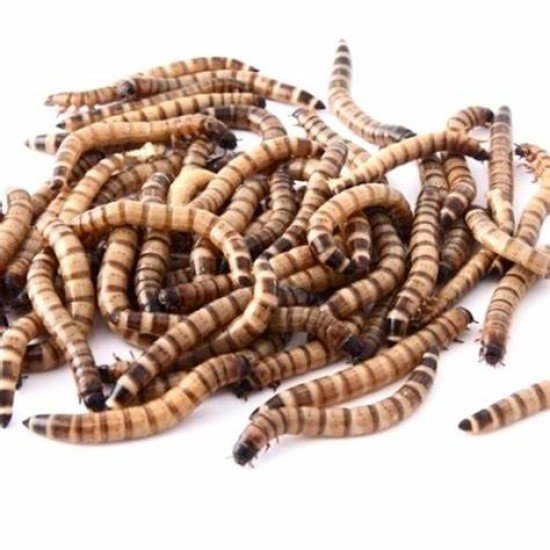 -Moriowormen 1kg-Moriowormen 1kg