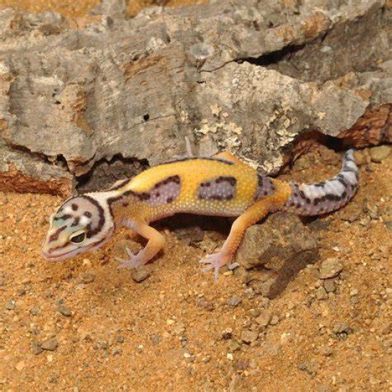 Habistat--Habistat Leopard Gecko Substrate 10kg