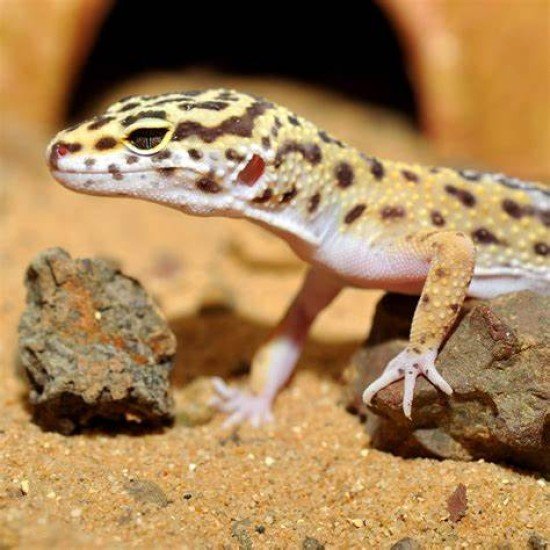 Habistat--Habistat Leopard Gecko Substrate 10kg