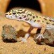 Habistat--Habistat Leopard Gecko Substrate 10kg