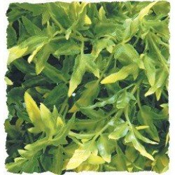 Zoo Med bolivien Croton grand Zoo Med bolivien Croton grand