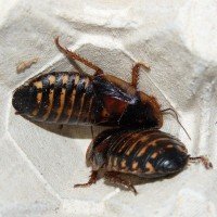 Doosje Blaptica Dubia 10 Stuks Halfwas