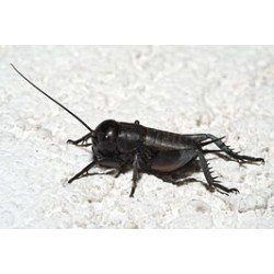 Bulk Veldkrekels maat 8