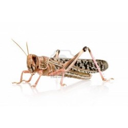 Box of Desert Grasshoppers Volwas